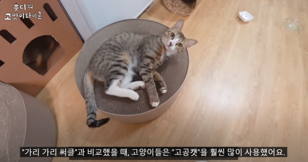 출처 유튜브 읏디의 고양이타이쿤 Cat Tycoon