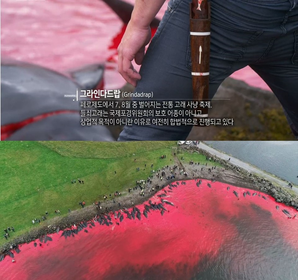 '잔인하고 끔찍한 전통' 고래 사냥 축제