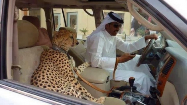아랍 부자들의 반려동물 '치타'