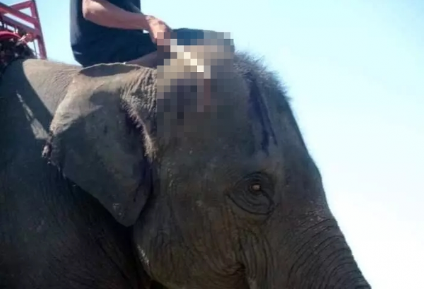 태국가서 코끼리 관광하면 안되는 이유