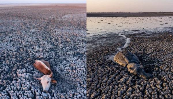 최악의 가뭄으로 진흙 속에 갇혀 죽어가는 동물들