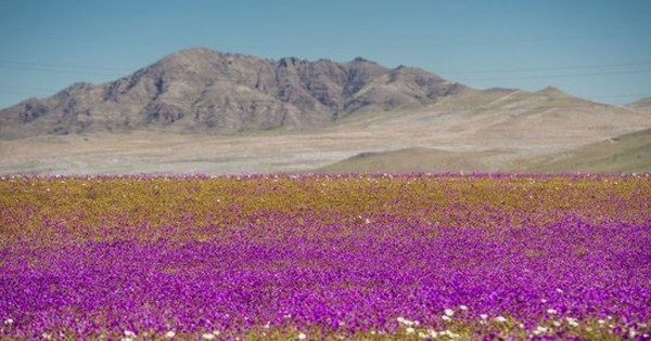 세상 건조한 '아타카마 사막'에 꽃이 피었다?