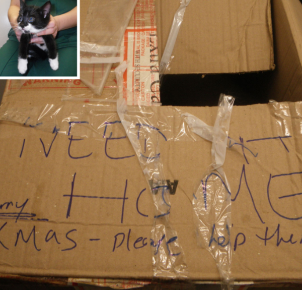 “메리크리스마스” 적힌 박스에 담겨 버려진 고양이 5마리