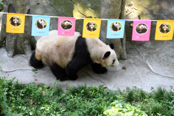 사진=Chongqing Zoo