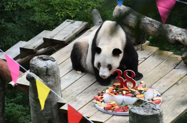 사진=Chongqing Zoo