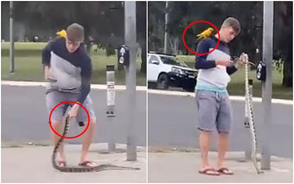 어깨에 ‘앵무새’, 손엔 ‘뱀’들고 산책하던 남성이 비난받는 이유