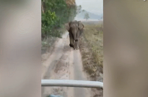 “어이쿠” 코끼리가 스스로 땅에 머리를 박은 이유(+영상有)