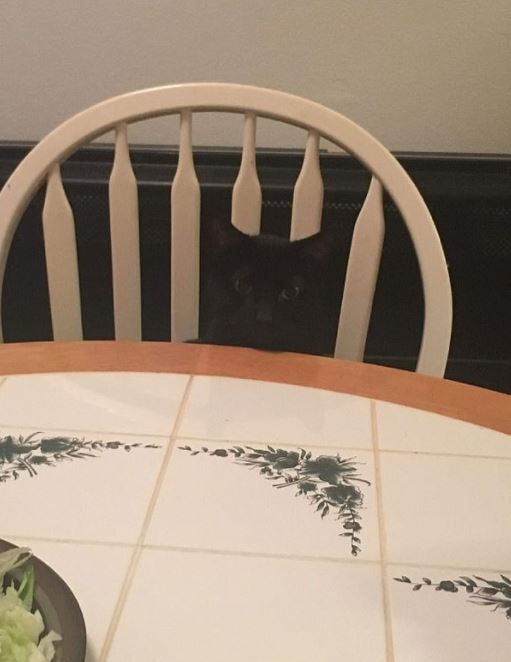 의자가 부러진 줄 알았는가? 아니다. 그냥 의자 위에 앉아 집사가 밥을 먹는 것을 지켜보는 검정고양이 일 뿐이다.