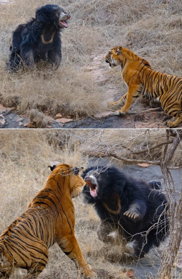 벵골 호랑이 커플의 짝짓기를 방해한 느림보곰은 호랑이를 화나게 해 위험한 상황에 빠졌다. 곰이 새끼들을 데리고 급히 도망갈 것이라고 예상했지만 곰은 다른 계획을 가지고 있었다