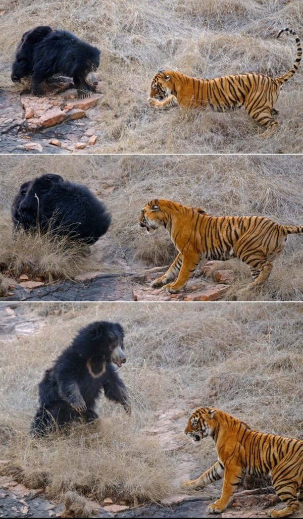 곰은 크게 소리를 지르고 몸을 우뚝 세우며 점점 더 공격적으로 호랑이에게 위협을 가했고, 암컷 호랑이는 무서움에 급히 후퇴했다. 이에 가까이에서 지켜보던 수컷 호랑이도 싸움에 합류하기 시작했다.