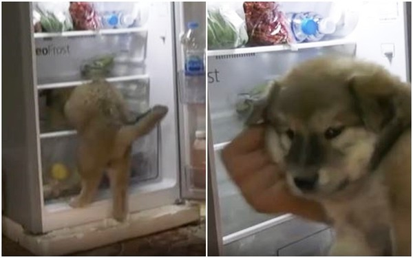 “아 말리지마!” 폭염에 냉장고로 피신한 犬