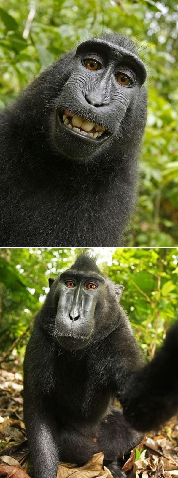 한편 이와 비슷한 일이 지난 2011년 발생했는데, 당시 원숭이가 찍은 사진의 저작권은 누구에게 있냐며 논란이 된 바 있다. / 출처 온라인 커뮤니티