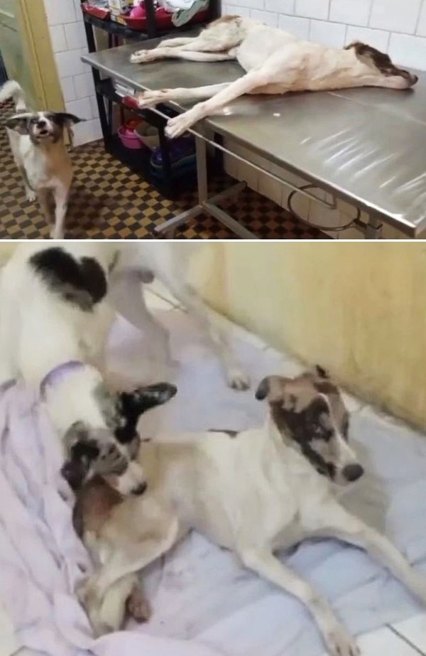 마리나는 의사와 함께 다친 개를 차에 옮겼고 병원으로 옮겨 치료를 시작했다. 사고를 당한 개는 목숨에 지장은 없지만 현재 걸을 수 없는 상태이며 곧 정형외과 전문의에게 진단을 받고 골절상을 입었는지 확인하기로 했다.