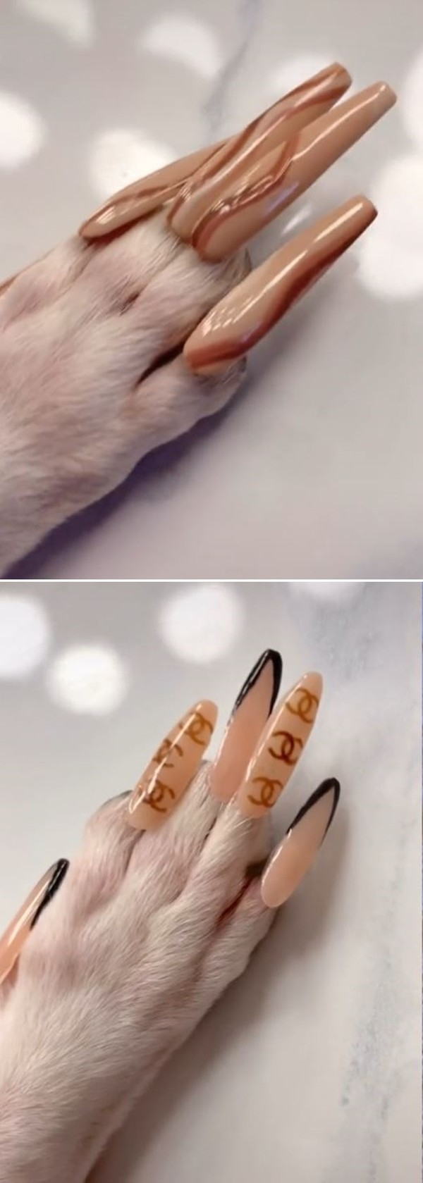 논란에도 많은 누리꾼들은 반려견용 손톱도 판매해달라고 요청했고, 마리차는 이에 응답해 곧 15달러 상당의 반려견용 가짜 손톱 컬렉션을 출시할 예정이며 수익의 일부는 동물구조 단체에 기부한다고 밝혔다.