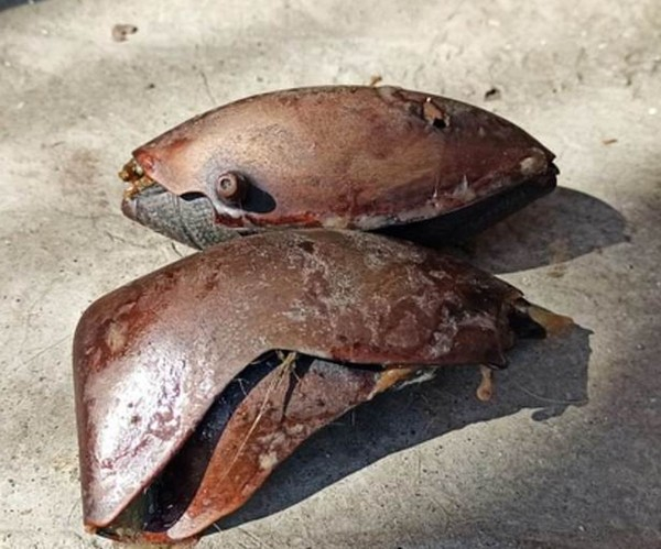 움카가 삼킨 고무공 / 부검 결과 움카의 배에서는 작은 고무공이 발견됐으며, 전문가에 따르면 이 고무공이 움카를 죽음에 이르게 한 것으로 밝혀졌다. / 출처 데일리메일
