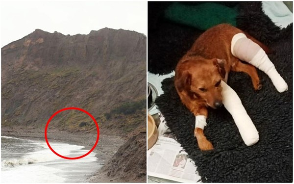 “살아 있는 게 기적” 120m 절벽 밑으로 떨어져 죽을 뻔한 犬