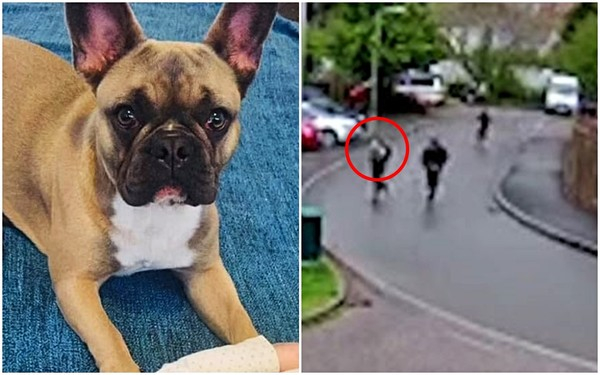 뻔뻔스러운 도둑들이 한 주택의 담을 넘어 마당에 있던 개를 들고 달아났다.