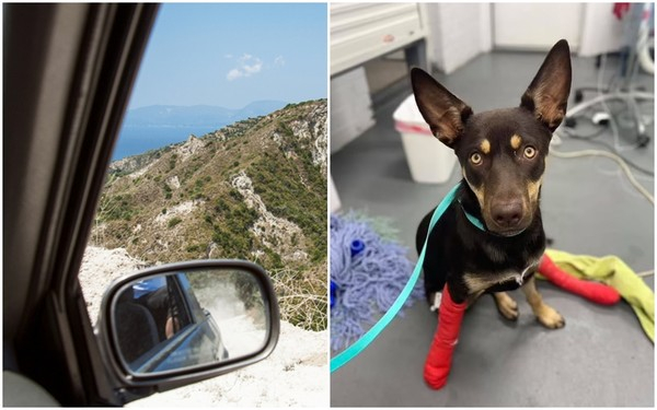 시속 100km로 달리는 차에서 뛰어내린 강아지가 기적적으로 살아남았다. / 사진 출처 게티이미지뱅크(왼), 데일리메일 캡처(오)