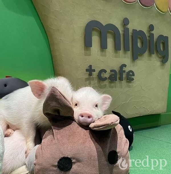 미피그 카페 미니돼지 모습 / 사진 출처= @mipigcafe